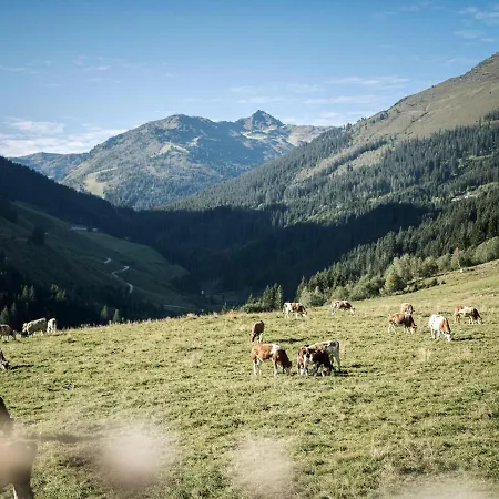 Appart - Chalet Montana